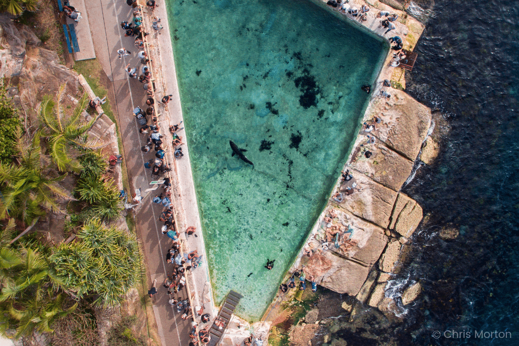 A shark in a oceanside pool captured by Chris Morton. Learn incredible tips from expert photographers and a National Geographic editor that will improve your own photos and turn them into stunning masterpieces! And for more tips, follow The Scenic Suitcase on Pinterest!