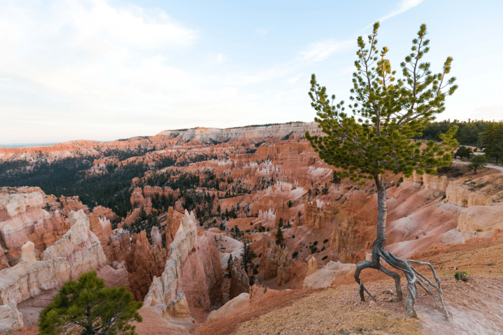 A tree on the edge of Bryce Canyon. Discover the 10 best U.S. National Parks you should definitely add to your bucket list.