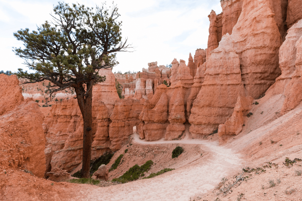 A trail through Bryce Canyon. Discover the 10 best U.S. National Parks you should definitely add to your bucket list.