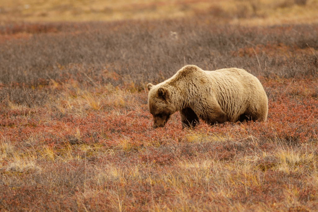 A grizzly bear walking through a field in Denali National Park.
