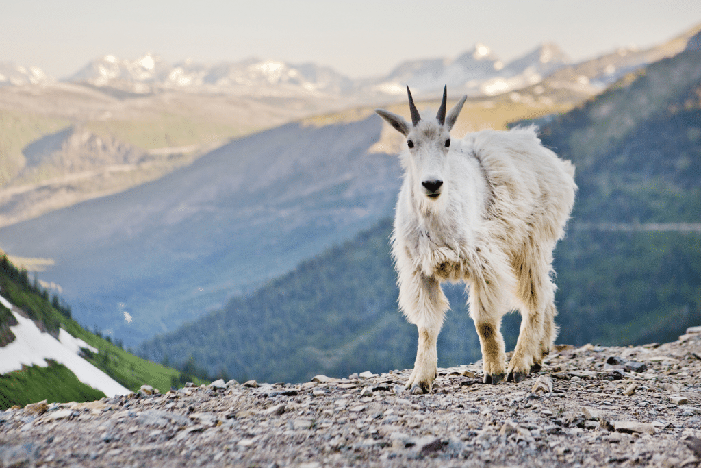 A mountain sheep in Glacier National Park. Discover the 10 best U.S. National Parks you should definitely add to your bucket list.