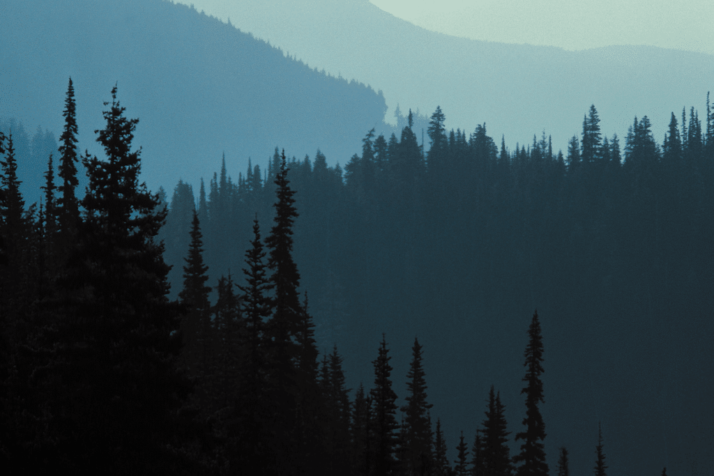 Silhouettes of trees in Olympic National Park. Discover the 10 best U.S. National Parks you should definitely add to your bucket list.