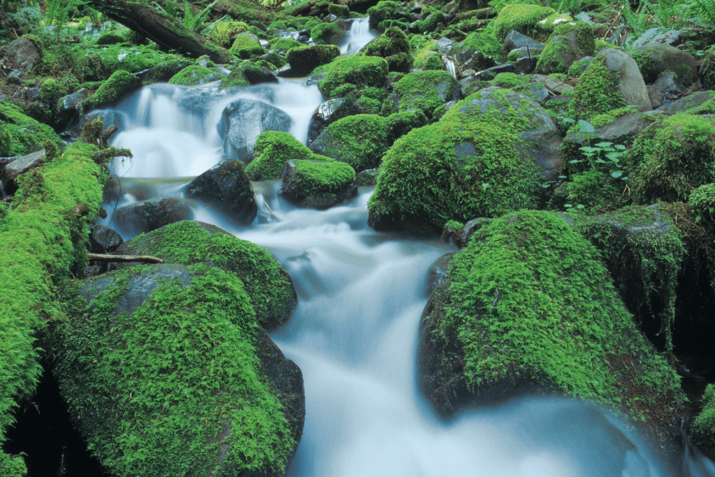 A mossy stream in Olympic National Park. Discover the 10 best U.S. National Parks you should definitely add to your bucket list.