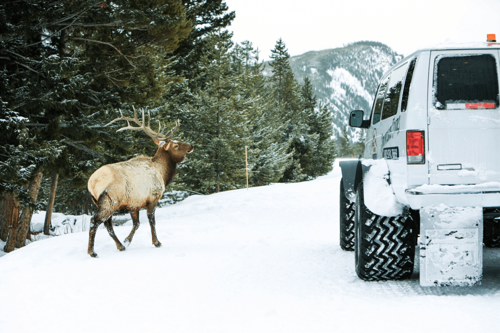 Elk walking alongside a vehicle in the snow.