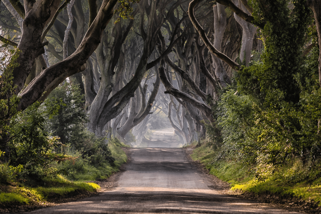 Large trees hanging over a dirt road.
