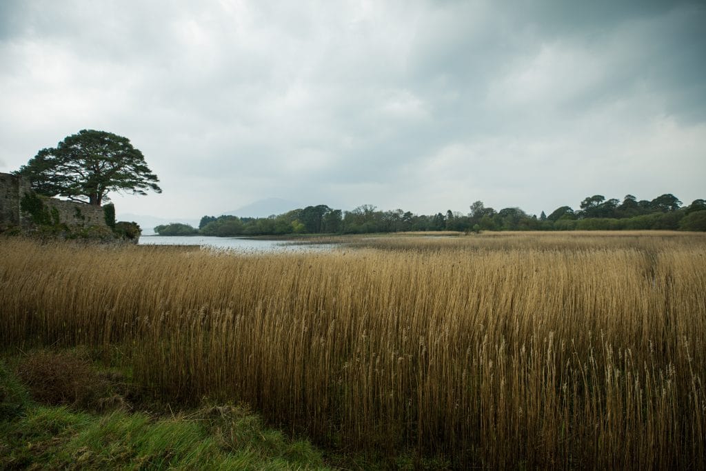 A tree and reeds next to a lake. #LakeHotel #Killarney