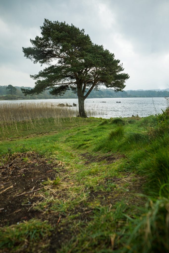 A tree next to a lake. #LakeHotel #Killarney