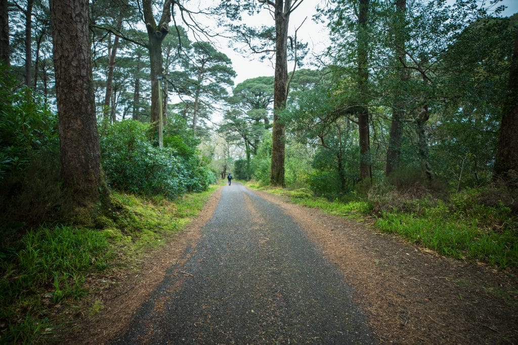 A road through a lush, green forest. It's one of the most amazing things to see in Killarney! #MuckrossLakeLoop #Killarney