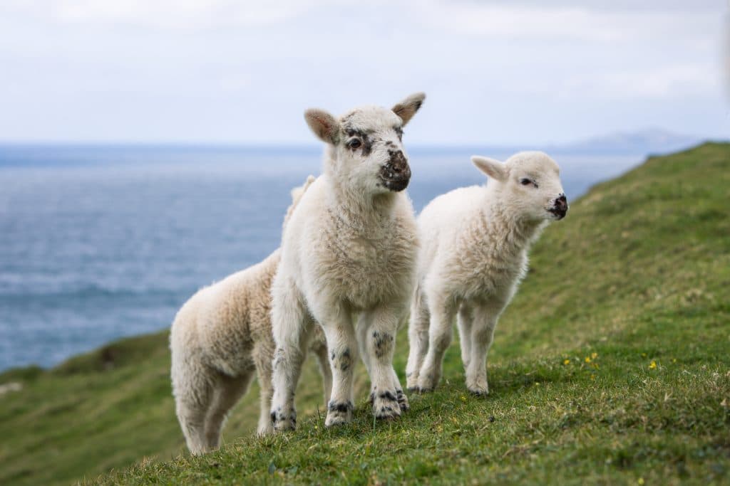 Three young lambs in a green field near the ocean. There are countless reasons to visit Ireland. Discover 8 of the most amazing places you really shouldn't miss on your next trip to the emerald isle!