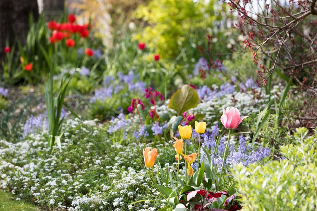 Colorful flowers in a garden. #Dublin