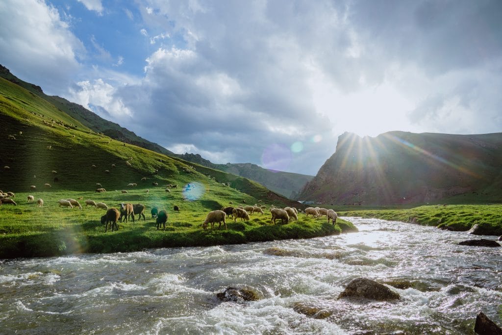 Sheep grazing in a green field along a river. It's one of the most amazing things to see in Killarney! Photo by Bennett Williamson on Unsplash. #GapofDunloe #killarney