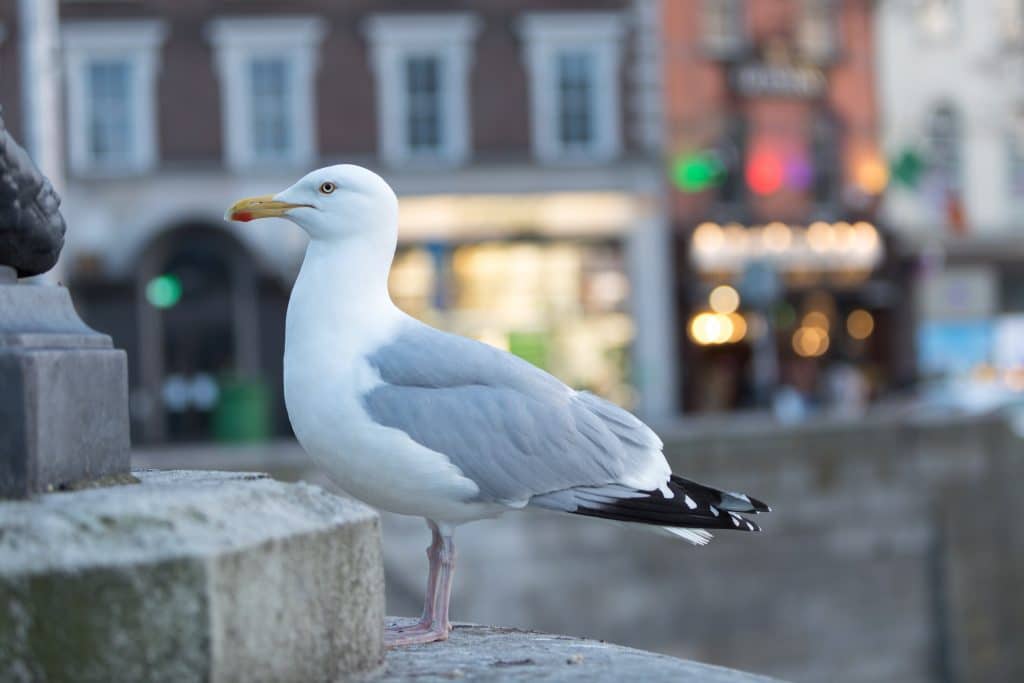 A seagull standing on cement near the Liffey River. #LiffeyRiver