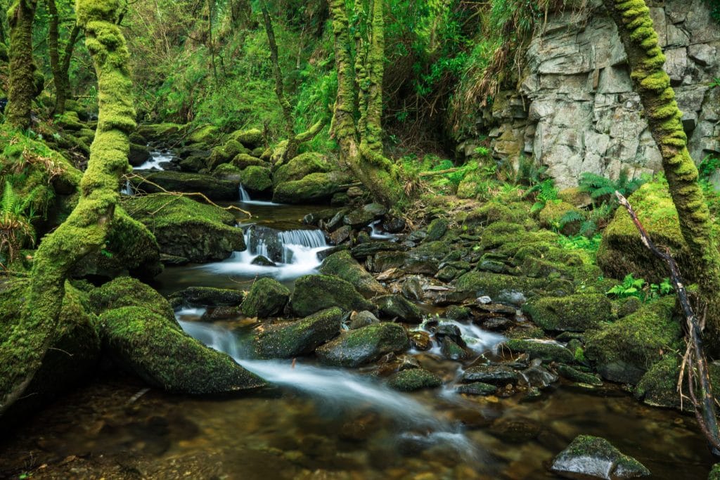 A small waterfall in a moss covered forest. #TorcWaterfall #Killarney