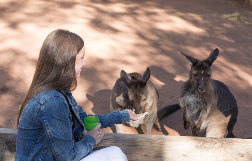 A girl feeding kangaroos. 