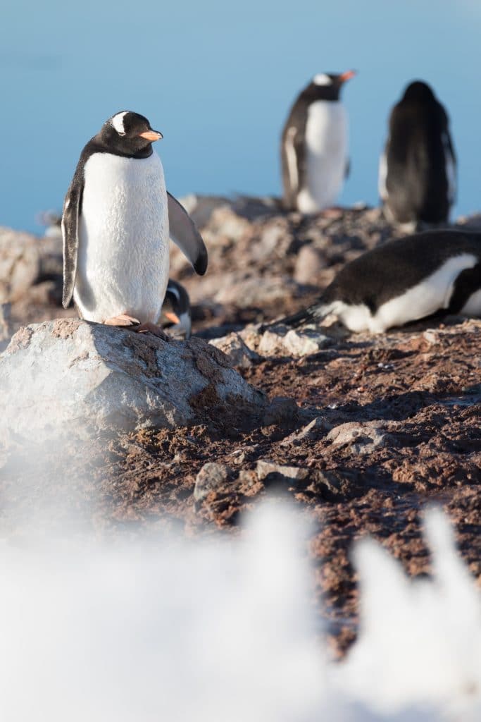 Penguins standing on a rocky hillside in Antarctica. Discover the many reasons to visit Antarctica, and what to expect when you get there. From impressive icebergs to playful penguins and more! #antarctica