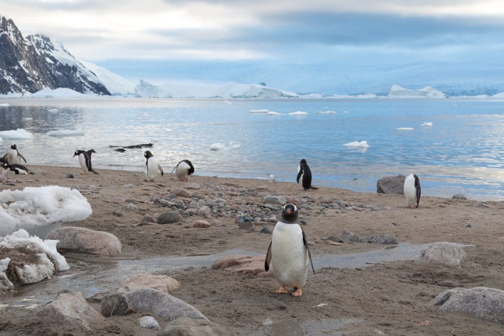 Penguins on a sandy beach in Antarctica. Discover the many reasons to visit Antarctica, and what to expect when you get there. From impressive icebergs to playful penguins and more! #antarctica