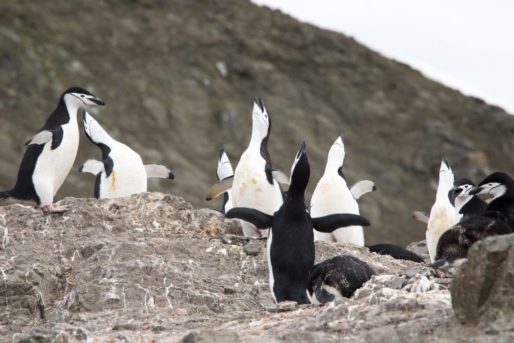 Penguins calls to each other in Antarctica. #antarctica