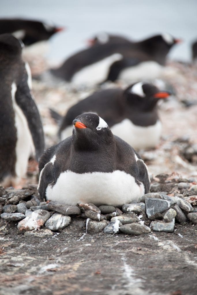 A penguin sitting on a rock nest in Antarctica. #antarctica