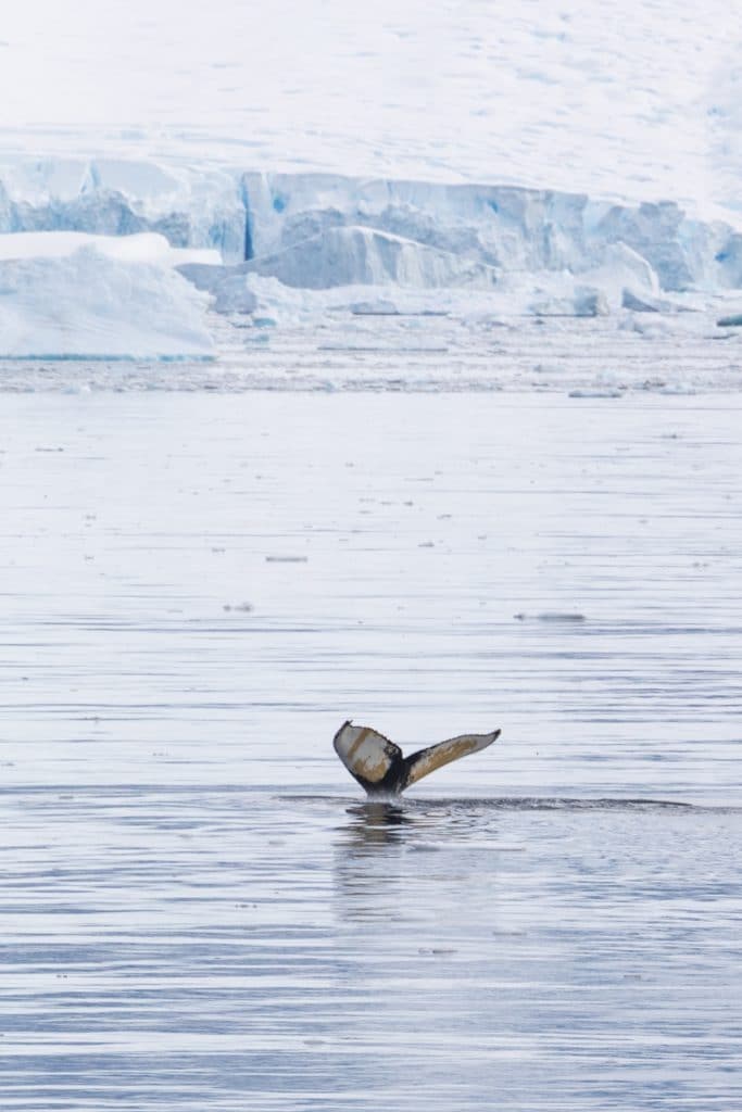 A whale tail in Antarctica. #antarctica
