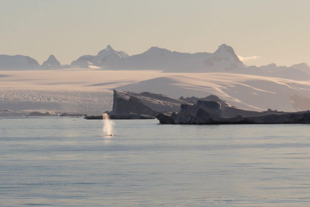 Light reflecting off a whale spout in a bay in Antarctica. #antarctica