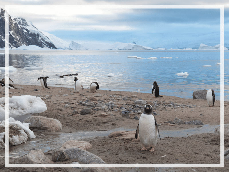 In order to make the most of your journey, there are a few things to know before visiting Antarctica. Discover tips to ensure you have an amazing adventure! #antarctica #antarcticatips