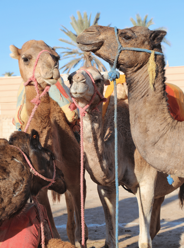 Camels with red and blue rope harnesses. One of the picture perfect moments of 2019. #camels #morocco