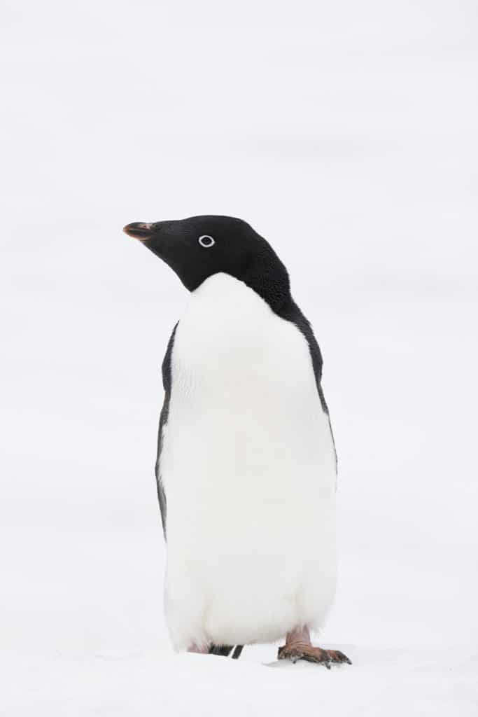 A penguin standing in the snow. One of the picture perfect moments of 2019. #penguin