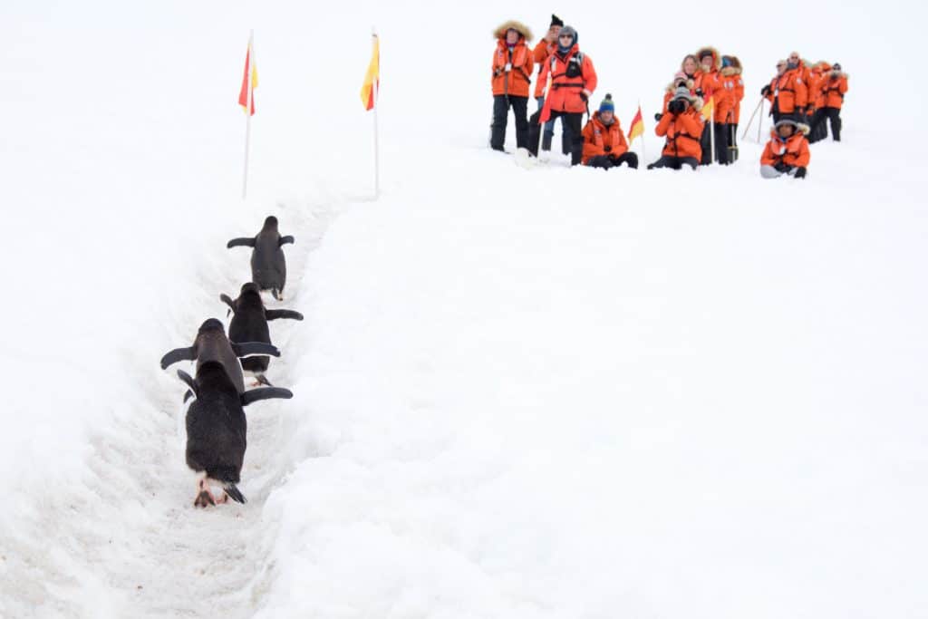 Penguins walking up a path towards people in orange coats. #antarctica