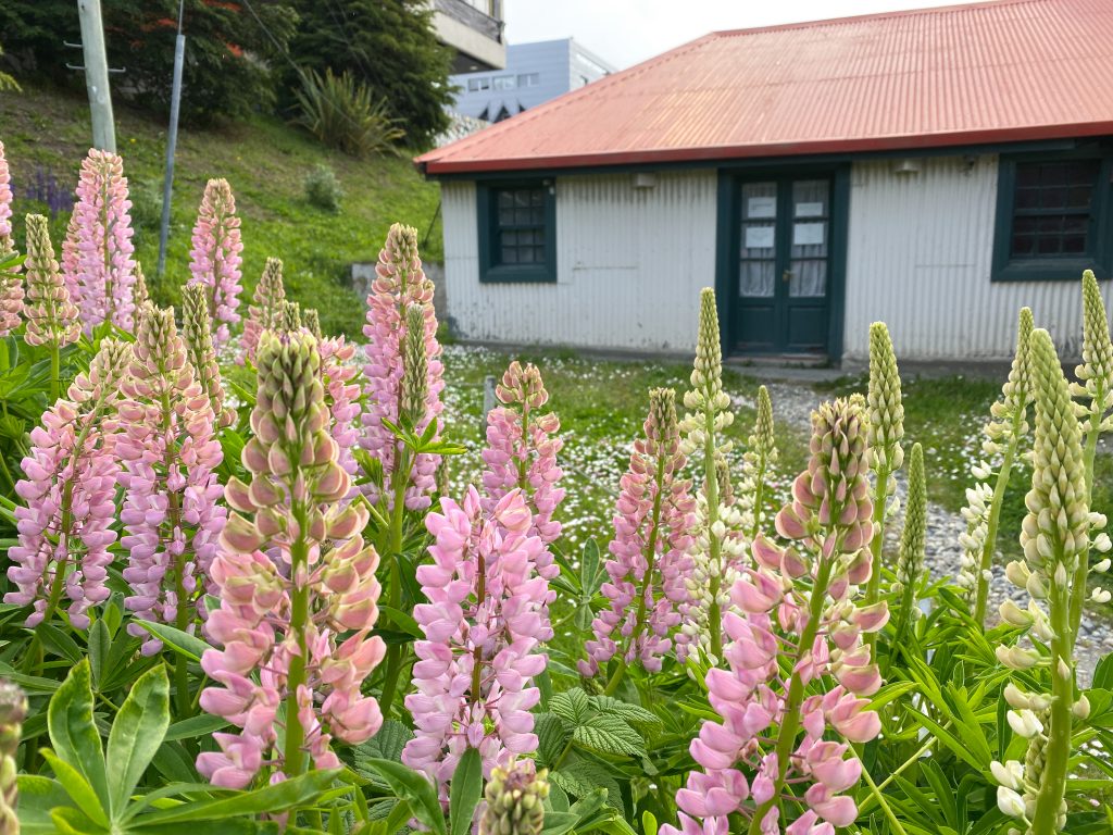 Gorgeous pink flowers in a field with a white and green building. Just one of the many reasons to visit Ushuaia, Argentina. #ushuaia