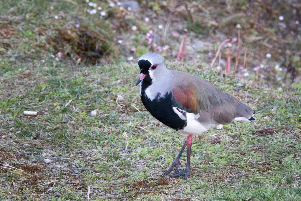 A colorful bird in Ushuaia. #ushuaia