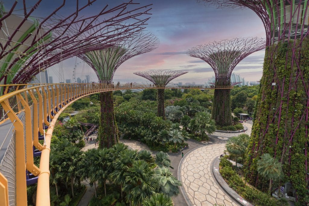 The Supertree Grove in Singapore at sunset.