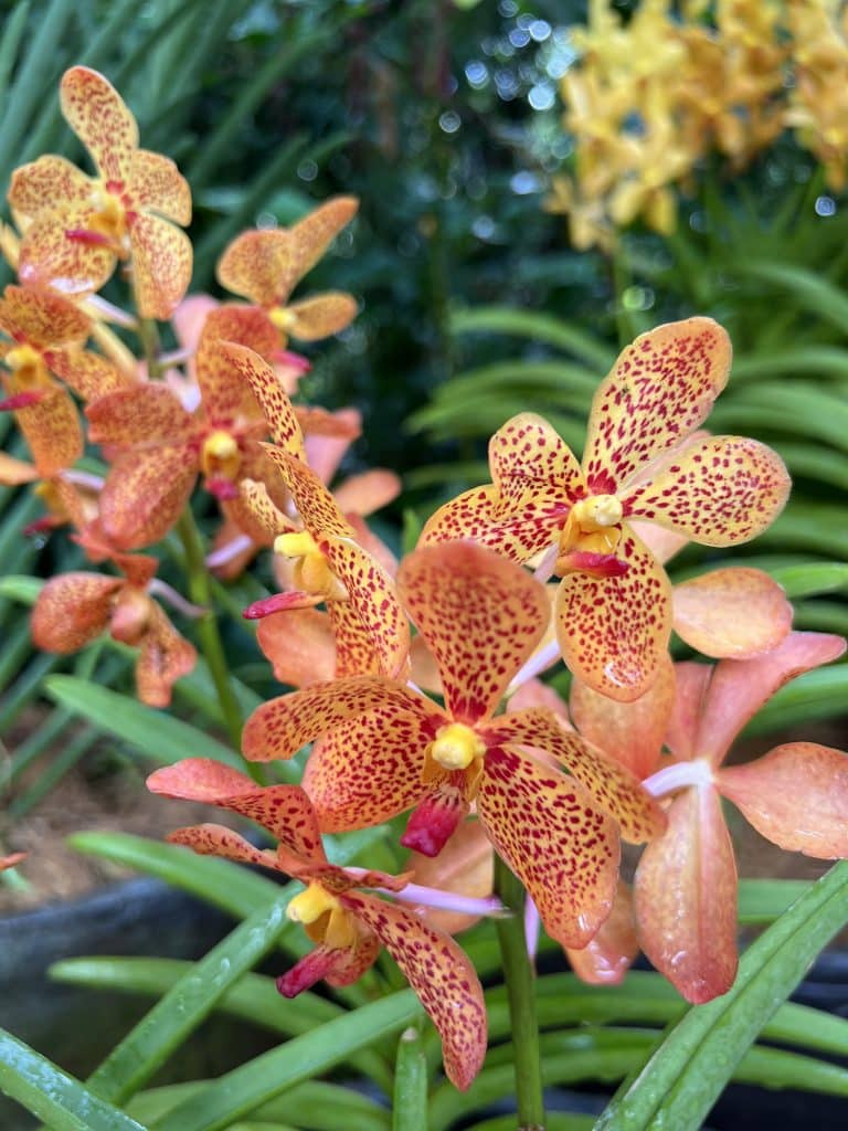 Orchids at the Singapore Botanic Gardens.