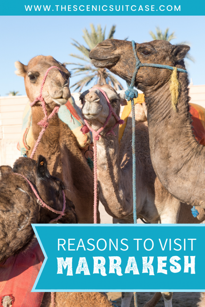 Discover the many alluring reasons to visit Marrakesh, Morocco. From must-see sights to can't-miss experiences, here's the very best of Marrakesh! #marrakesh #marrakech