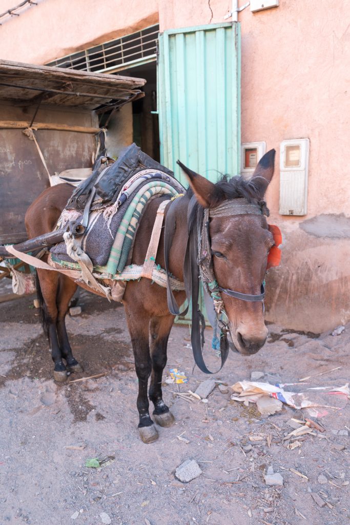 A donkey harnessed to a cart in Marrakesh. #marrakesh #medina