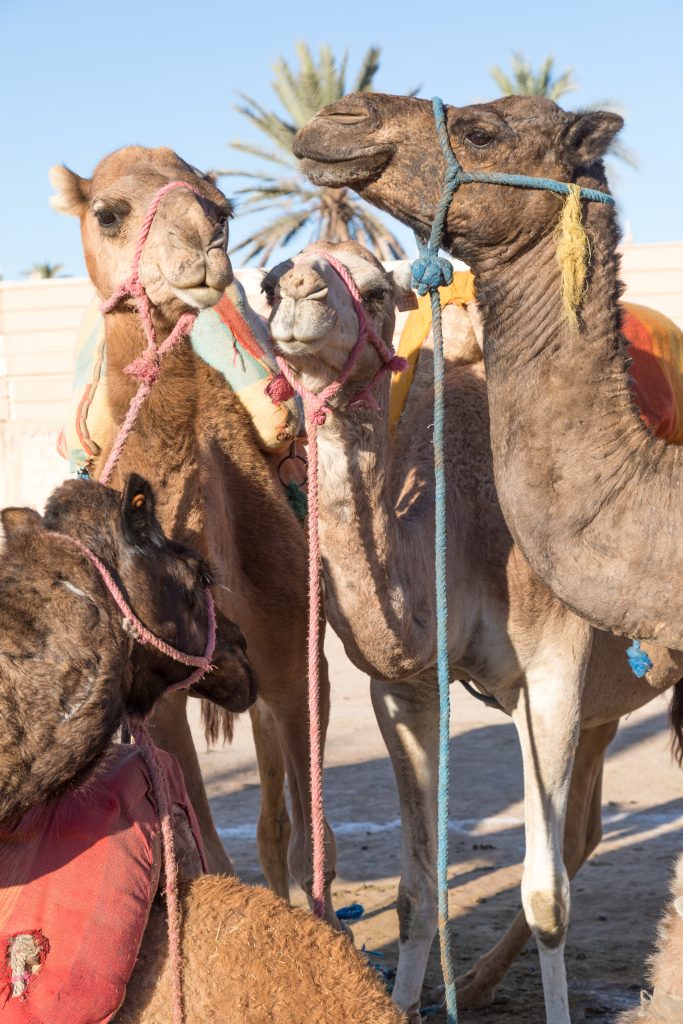 Camels with colorful harnasses in the Palm Grove. Discover the many alluring reasons to visit Marrakesh, Morocco. From must-see sights to can't-miss experiences, here's the very best of Marrakesh! #marrakesh #palmgrove
