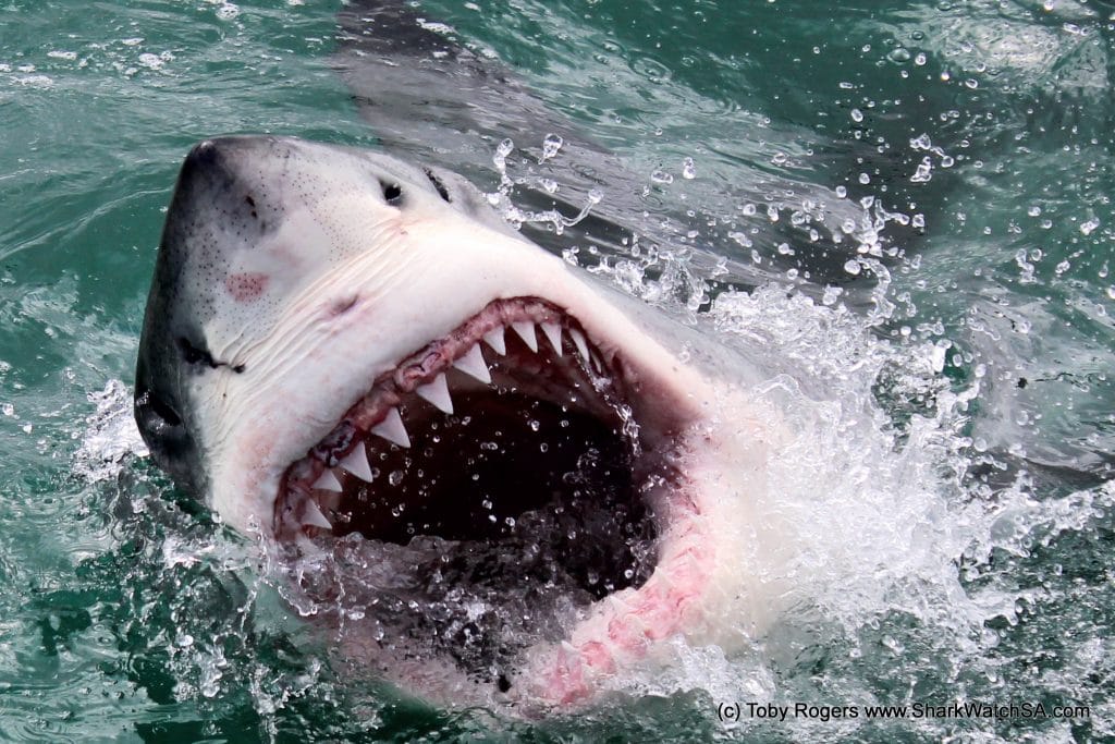 A great white shark on a cage dive. Cage diving with sharks is one of the best bucket list experiences anyone can have! #bucketlistexperiences