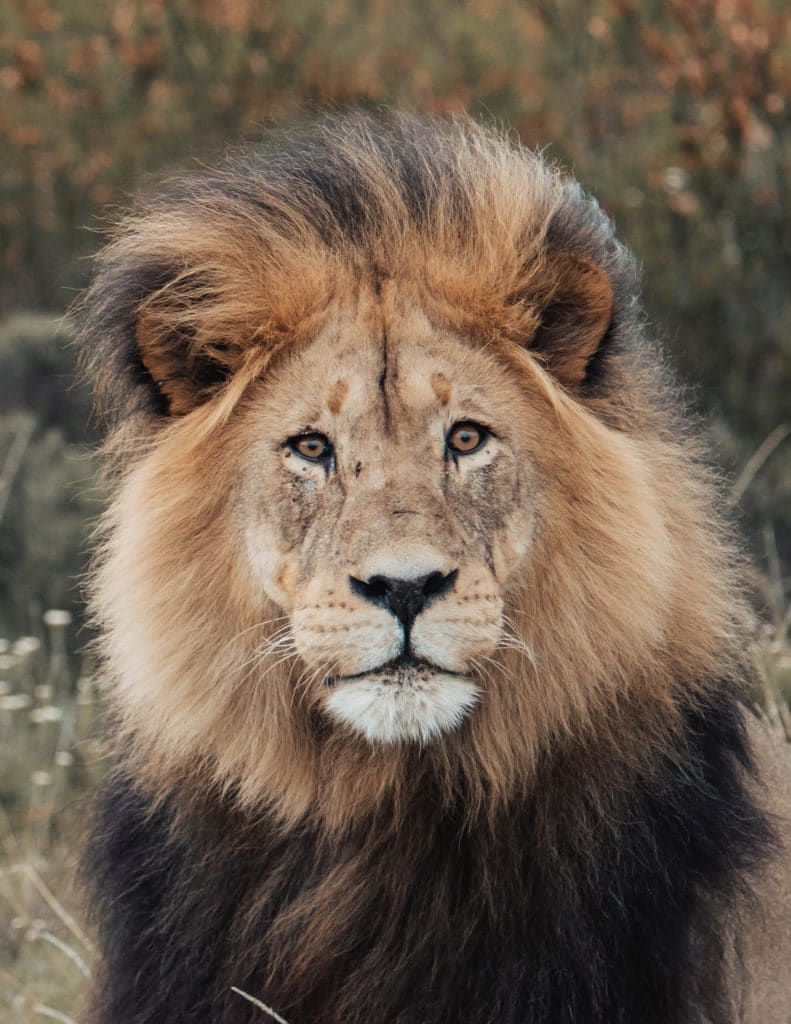 A male lion looking into the camera.
