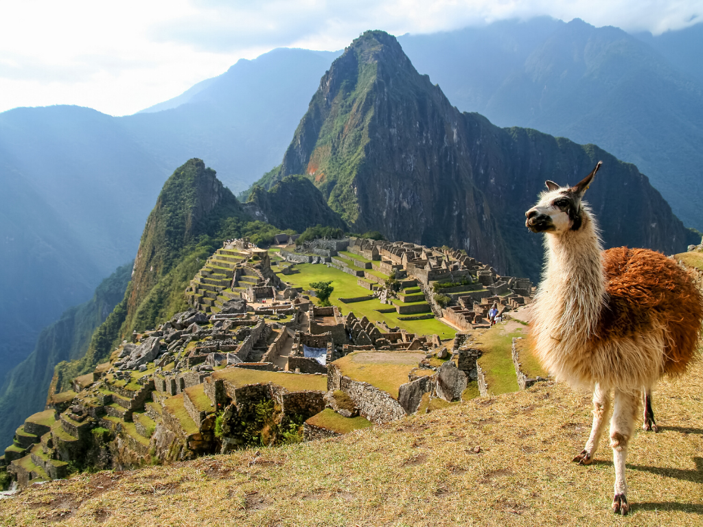 A lama at the top of Machu Picchu in Peru. It is one of the most stunning bucket list destinations in the world.
