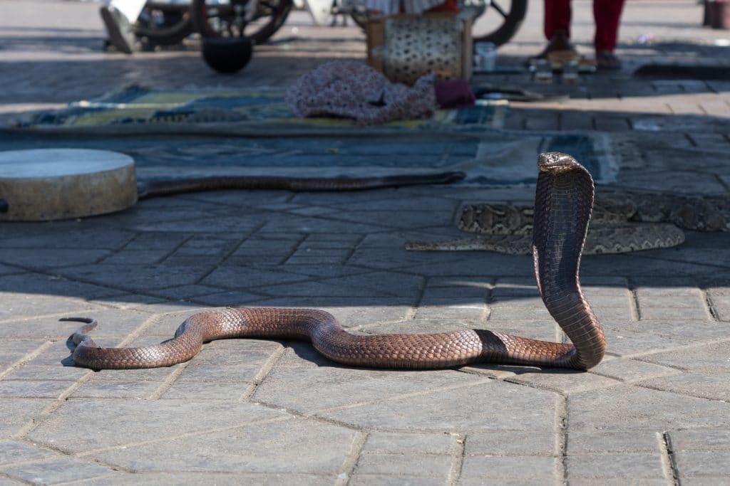A cobra on the pavement in Morocco. Discover the things you need to know before visiting Marrakesh. #thingstoknowbeforevisitingmarrakesh