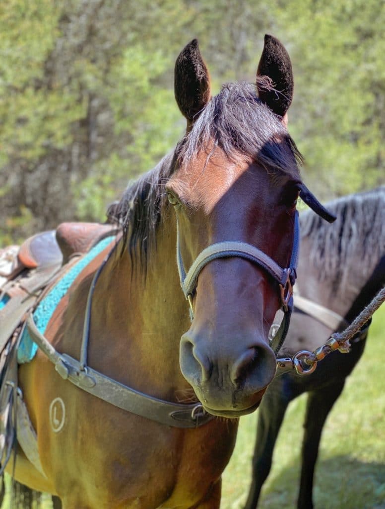 A horse saddled up for a ride near the Grand Tetons.