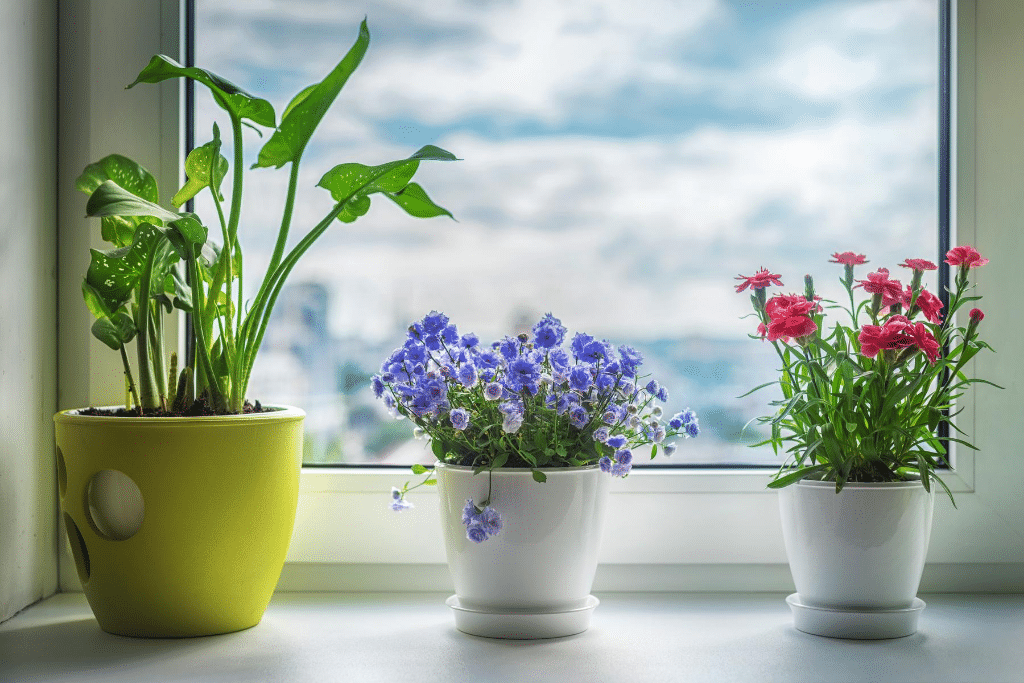 Three pots with flowers in a window.