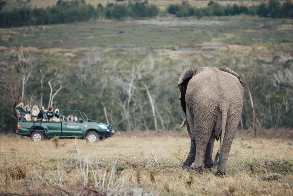 An elephant walking towards a green safari vehicle. New adventures is a big reason to be thankful for travel.