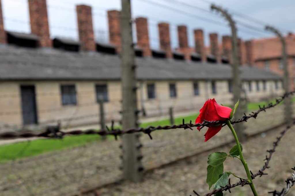 A rose hanging on a barbed wire fence outside Auschwitz.