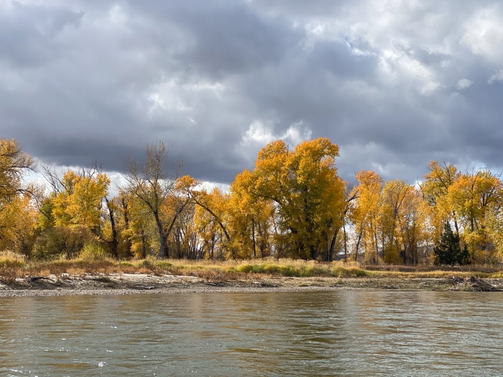 Yellow fall colors on cottonwood trees along a river bak in Montana on a cloudy day. 