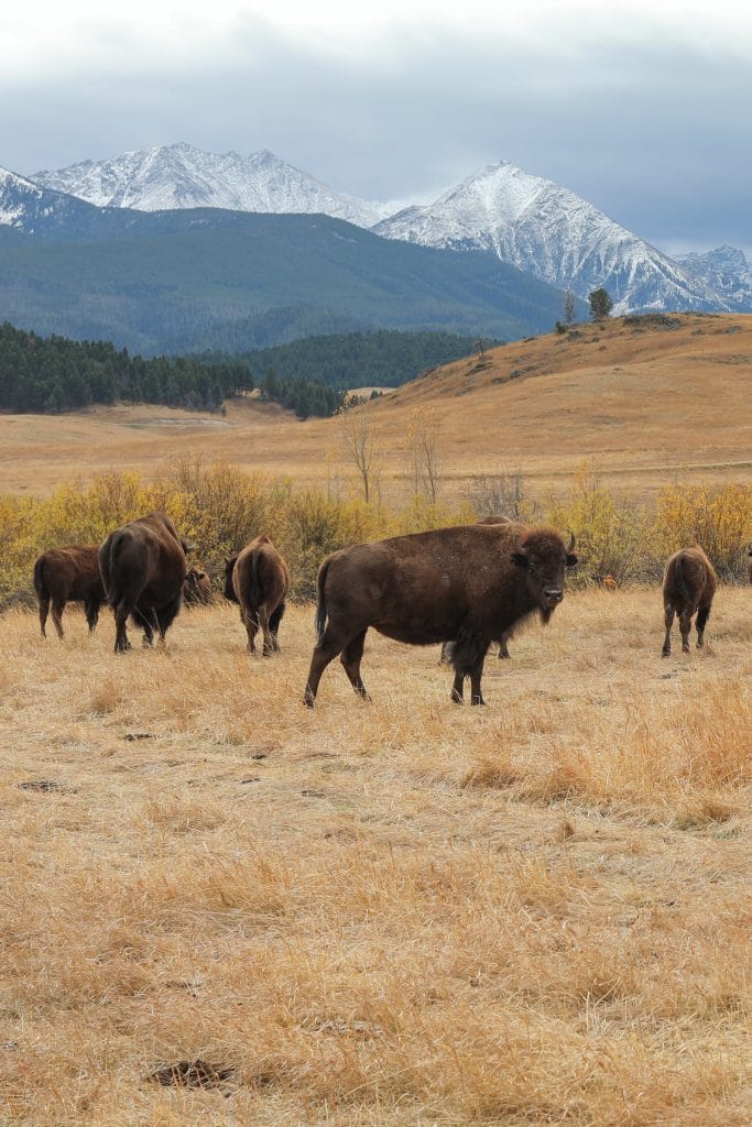 Bison in a field with mountains in the background.