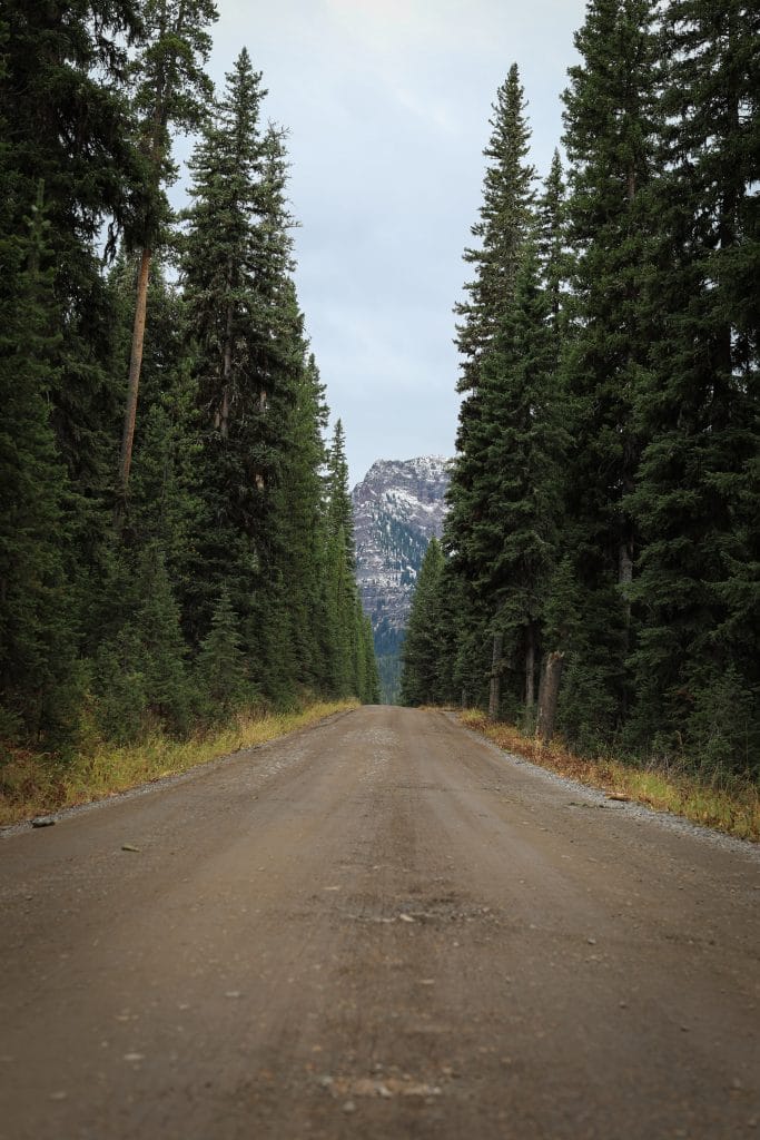 A dirt road with pine trees on either side leading towards a snow-capped mountain.