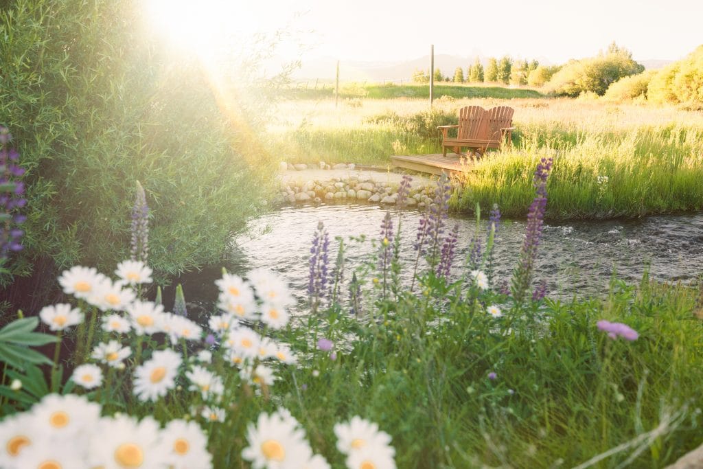 Wildflowers next to a small river at sunset. Relaxing near the water was one of my favorite moments of 2020.