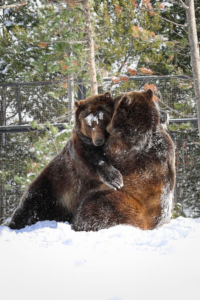 Two bears wrestling near pine trees.