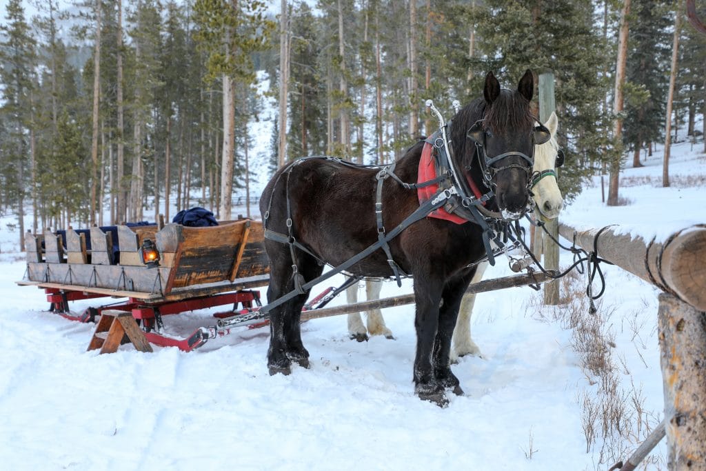 A horse drawn sleigh with lanterns and two horses. #320guestranch