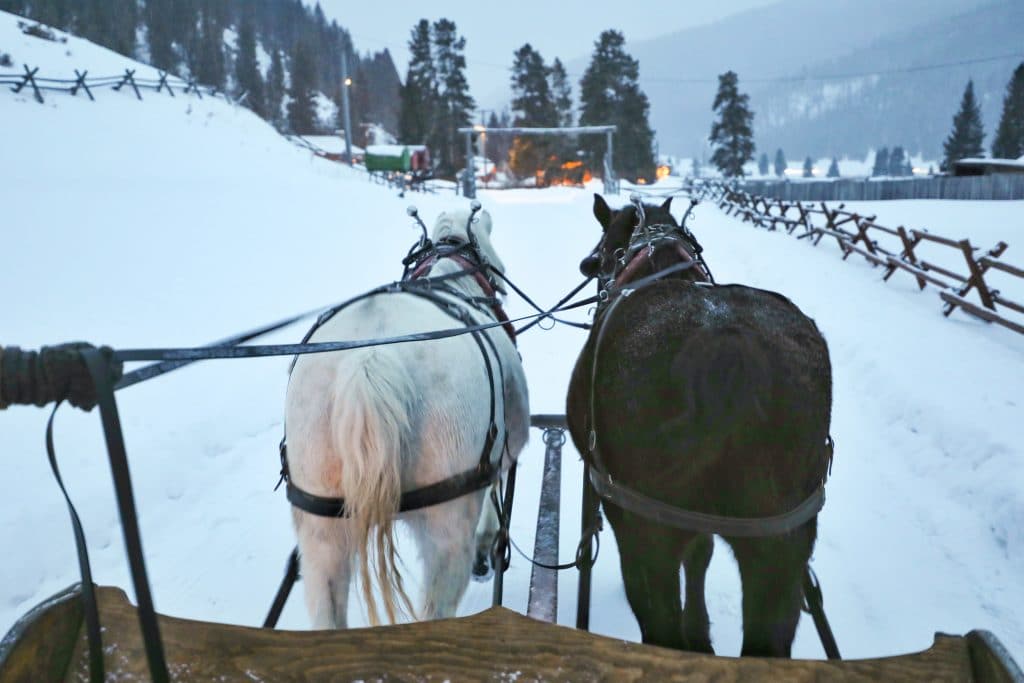The backs of two horses pulling a sleigh. #320guestranch